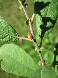 Attēlu rezultāti vaicājumam “Salix aurita bud”