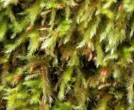 Attēlu rezultāti vaicājumam “Eurhynchiastrum pulchellum”