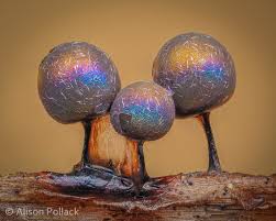 Attēlu rezultāti vaicājumam “Lamproderma arcyrioides macro”