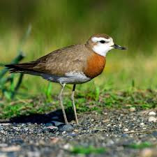 Image result for Charadrius asiaticus