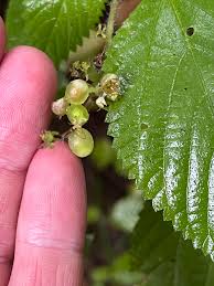 Attēlu rezultāti vaicājumam “Urtica dioica fruit”