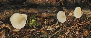 Attēlu rezultāti vaicājumam “Lentinus suavissimus”