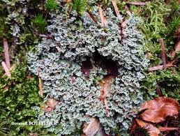 Attēlu rezultāti vaicājumam “Cladonia parasitica”
