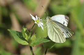 Attēlu rezultāti vaicājumam “Pieris napi underside”
