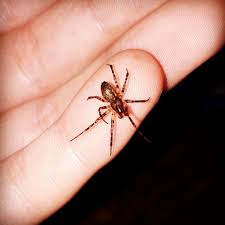 Attēlu rezultāti vaicājumam “Neriene montana”