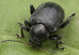 Attēlu rezultāti vaicājumam “Adoxus obscurus”