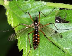 Attēlu rezultāti vaicājumam “Dictenidia bimaculata”