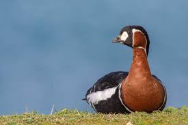 Attēlu rezultāti vaicājumam “Branta ruficollis adult”