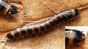 Attēlu rezultāti vaicājumam “Denticollis linearis”