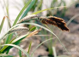 Attēlu rezultāti vaicājumam “Carex riparia”