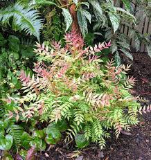 Attēlu rezultāti vaicājumam “Sorbaria sorbifolia”