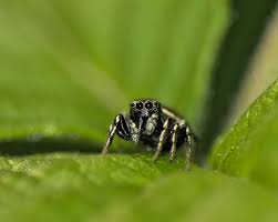 Attēlu rezultāti vaicājumam “Heliophanus sp.”