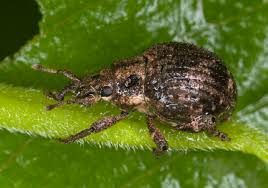 Image result for Coleoptera Curculionoidea