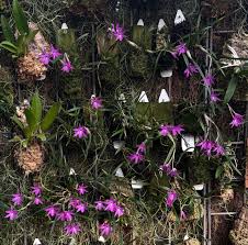 Attēlu rezultāti vaicājumam “Ombrophila violacea”