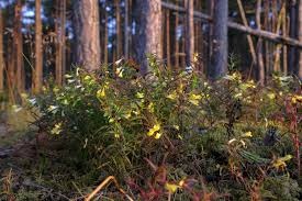 Attēlu rezultāti vaicājumam “Melampyrum pratense leaf”
