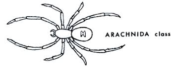 Attēlu rezultāti vaicājumam “Arachnida”