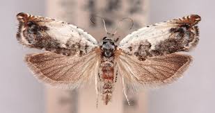 Attēlu rezultāti vaicājumam “Ancylis laetana”