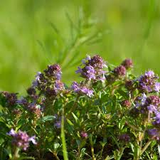 Attēlu rezultāti vaicājumam “Thymus pulegioides fruit”