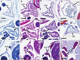 Image result for Myzopsetta ferruginea