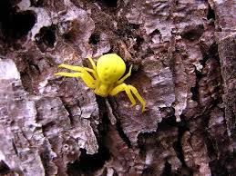 Attēlu rezultāti vaicājumam “Misumena vatia”