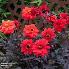 Image result for Dahlia `Red Skin`
