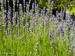 Attēlu rezultāti vaicājumam “Lavandula angustifolia leaf”