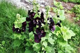 Image result for Alcea rosea nigra
