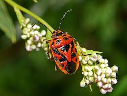 Attēlu rezultāti vaicājumam “Eurydema dominulus imago”