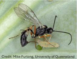 Attēlu rezultāti vaicājumam “Diderma simplex sessile”