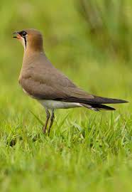 Image result for Glareola maldivarum