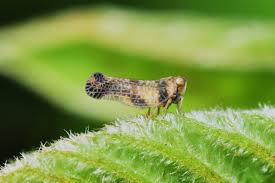 Attēlu rezultāti vaicājumam “Cixiidae”