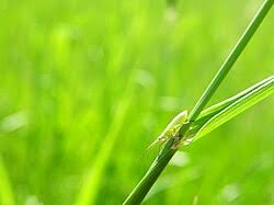 Attēlu rezultāti vaicājumam “Myrmus miriformis”