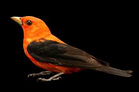 Image result for Piranga olivacea