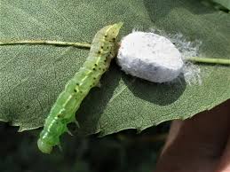 Attēlu rezultāti vaicājumam “Orthosia sp. larva”