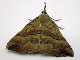 Attēlu rezultāti vaicājumam “Hypena proboscidalis”