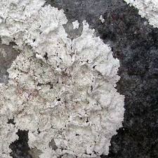 Attēlu rezultāti vaicājumam “Lepraria”