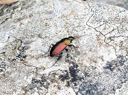 Attēlu rezultāti vaicājumam “Poecilus cupreus”