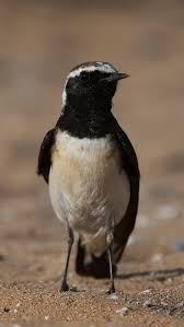 Image result for Oenanthe pleschanka