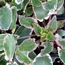 Attēlu rezultāti vaicājumam “Eryngium planum leaf”