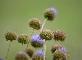 Attēlu rezultāti vaicājumam “Jasione montana flower”