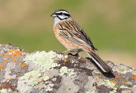 Image result for Emberiza cia