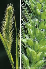 Attēlu rezultāti vaicājumam “Setaria viridis”