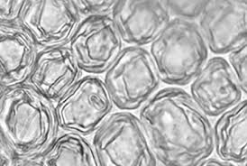 Attēlu rezultāti vaicājumam “Jungermanniopsida”