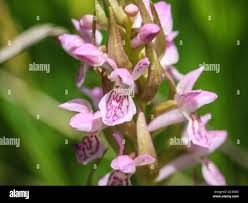 Attēlu rezultāti vaicājumam “Dactylorhiza ochroleuca bud”