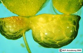 Attēlu rezultāti vaicājumam “Lemna gibba”