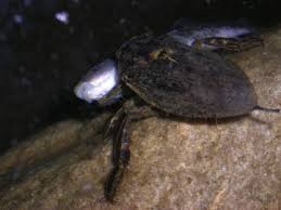 Attēlu rezultāti vaicājumam “Gerridae imago”