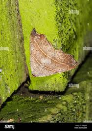 Attēlu rezultāti vaicājumam “Laspeyria flexula”