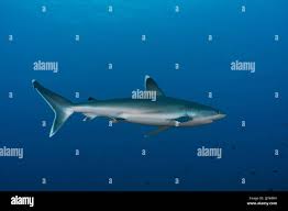 Image result for Carcharhinus albimarginatus