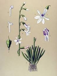 Attēlu rezultāti vaicājumam “Lobelia dortmanna flower”