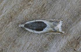 Attēlu rezultāti vaicājumam “Ancylis badiana”